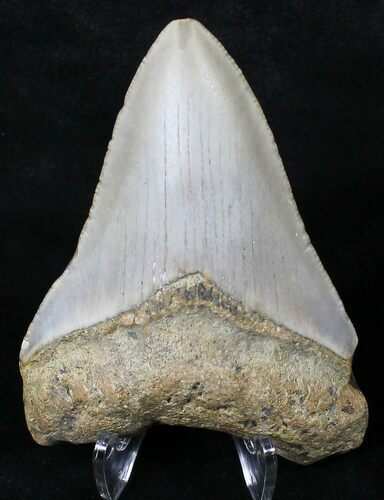 Megalodon Tooth - North Carolina #18590